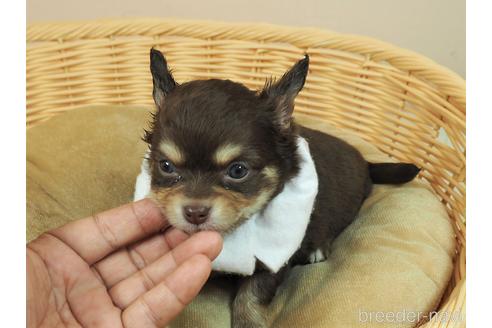 成約済の埼玉県のチワワ(ロングコート)-156068の2枚目
